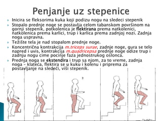  Inicira se fleksorima kuka koji podizu nogu na sledeci stepenik
 Stopalo prednje noge se postavlja celom tabanskom površinom na
gornji stepenik, potkolenica je flektirana prema natkolenici,
natkolenica prema karlici, trup i karlica prema zadnjoj nozi. Zadnja
noga uspravna.
 Težište tela je nad stopalom prednje noge.
 Koncentrična kontrakcija m.triceps surae, zadnje noge, gura se telo
napred i uvis, kontrakcija m.quadricepsa prednje noge odize trup i
zadnju nogu cime pocinje faza jednostrukog oslonca.
 Prednja noga se ekstendira i trup sa njom, za to vreme, zadnja
noga – klateća, flektira se u kuku i kolenu i priprema za
postavljanje na sledeći, viši stepenik.
 