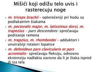  m. triceps brachii – opterećeniji pri hodu sa
podlakatnim štakama
 m. pectoralis major, m. latissimus dorsi, m.
trapezius – pars descendens :sprečavaju
podizanje ramena
 m. trapzius, m. rhomboidei - adduktori i
unutrašnji rotatori lopatice
 m. deltoideus pars clavicularis et pars
acromialis- sprečavaju fleksiju, odnosno
ekstenziju nadlakta zavisno da li je štaka ispred
ili iza tela
 