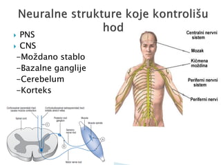  PNS
 CNS
-Moždano stablo
-Bazalne ganglije
-Cerebelum
-Korteks
 