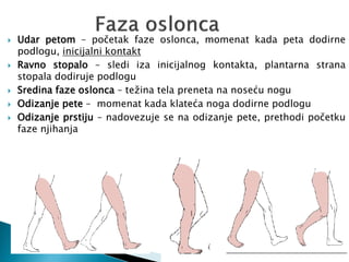 Udar petom – početak faze oslonca, momenat kada peta dodirne
podlogu, inicijalni kontakt
 Ravno stopalo – sledi iza inicijalnog kontakta, plantarna strana
stopala dodiruje podlogu
 Sredina faze oslonca – težina tela preneta na noseću nogu
 Odizanje pete – momenat kada klateća noga dodirne podlogu
 Odizanje prstiju – nadovezuje se na odizanje pete, prethodi početku
faze njihanja
 