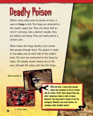 Deadly Poison
     While a king cobra uses its senses to hunt, it
     uses its fangs to kill. The fangs are attached to
     the snake’s upper jaw. They are about half an
     inch (1 cm) long. Like a doctor’s needle, they
     are hollow and sharp. They can easily pierce a
     victim’s skin.

     What makes the fangs deadly is the venom
     that pumps through them. The poison is made
     in two sacs, one on each side of the snake’s
     head. The sacs are connected to the fangs by
     tubes. The deadly venom shoots out of the
     sacs, through the tubes, and into the fangs.


 Black mamba C




                                               With one bite, a king cobra pumps
                                               about one teaspoon (5 ml) of venom
                                      into its victim. That’s more poison than any
                                      other venomous snake is able to inject.
                                      However, the king cobra’s venom is not the
                                      strongest. Mambas and coral snakes, for
                                      example, make deadlier poison.
         A	Coral snake
10
 