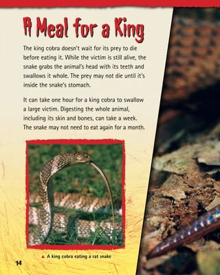King Cobras | PDF