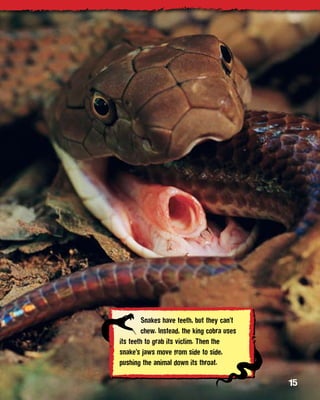 Snakes have teeth, but they can’t
        chew. Instead, the king cobra uses
its teeth to grab its victim. Then the
snake’s jaws move from side to side,
pushing the animal down its throat.

                                             15
 