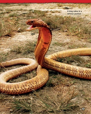 A king cobra in a
defense position




                    1
 