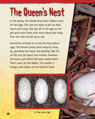 The Queen’s Nest
     In the spring, the female king cobra makes a nest
     for her eggs. She uses her body to pile up dead
     leaves and twigs. She lays 20 to 50 eggs on the
     pile and covers them with more leaves and twigs.
     Then she coils herself up on top.

     Sometimes animals try to eat the king cobra’s
     eggs. The female scares them away by rising
     up, spreading her hood, and growling. She sits
     on the nest for about two months. However,
     she leaves just before the baby snakes hatch.
     That’s lucky for the babies. The mother is
     hungry, and snakes are her favorite food!




                           A	King cobra eggs
18
 