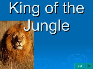 King of the Jungle Quit 