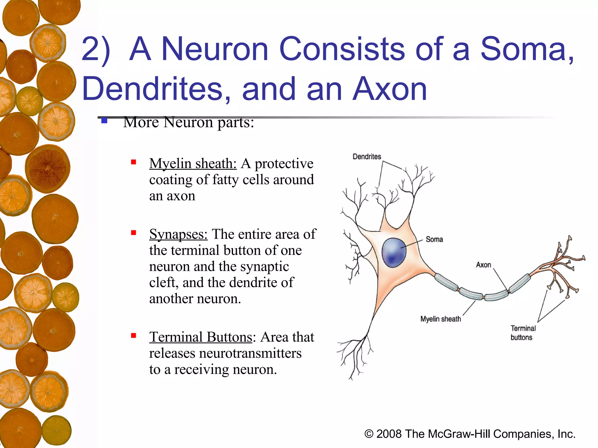 2)  A Neuron Consists of a Soma, Dendrites, and an Axon More Neuron parts: Myelin sheath:  A protective coating of fatty cells around an axon  Synapses:  The entire area of the terminal button of one neuron and the synaptic cleft, and the dendrite of another neuron. Terminal Buttons : Area that releases neurotransmitters to a receiving neuron. 