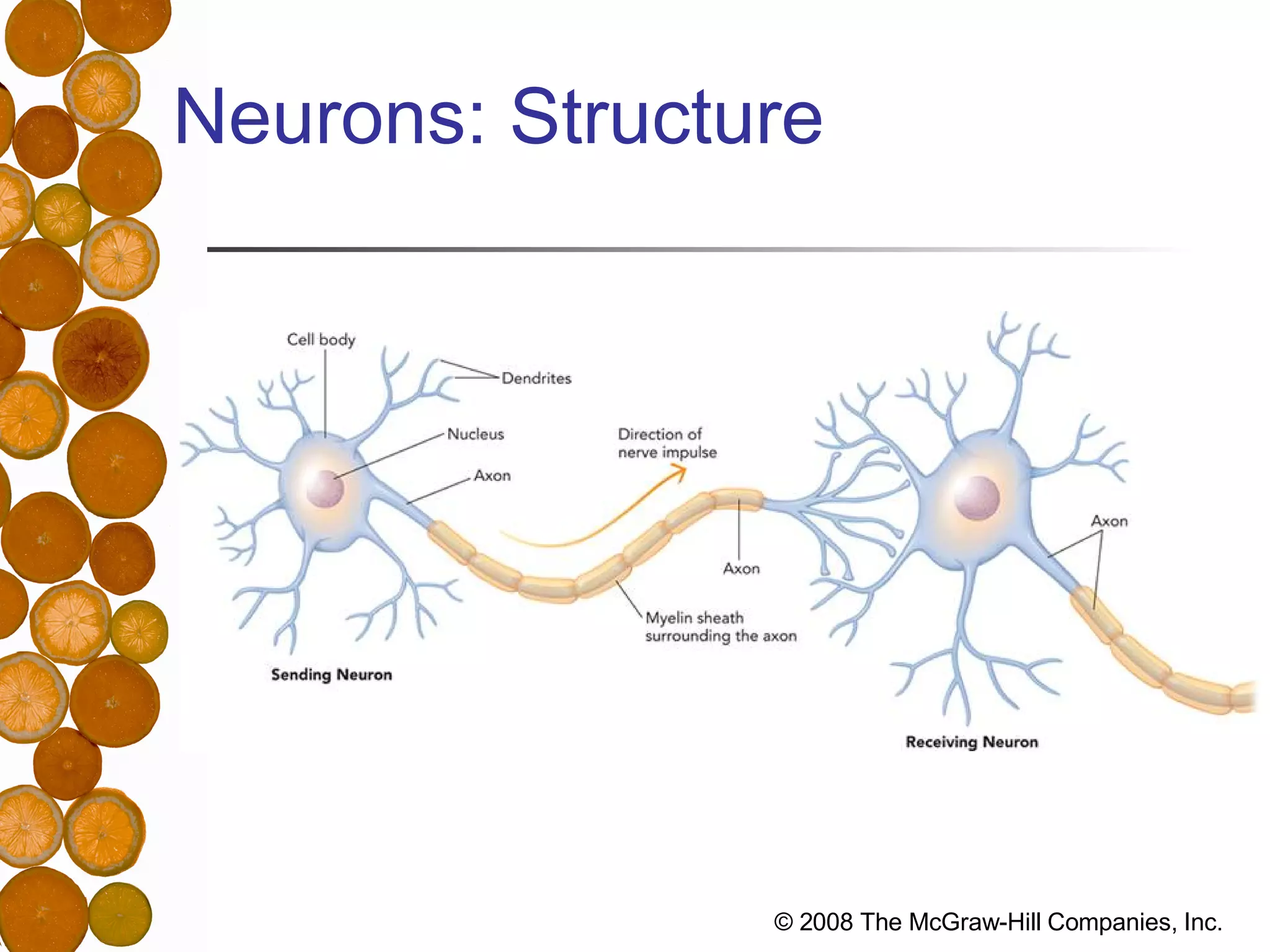 Neurons: Structure 