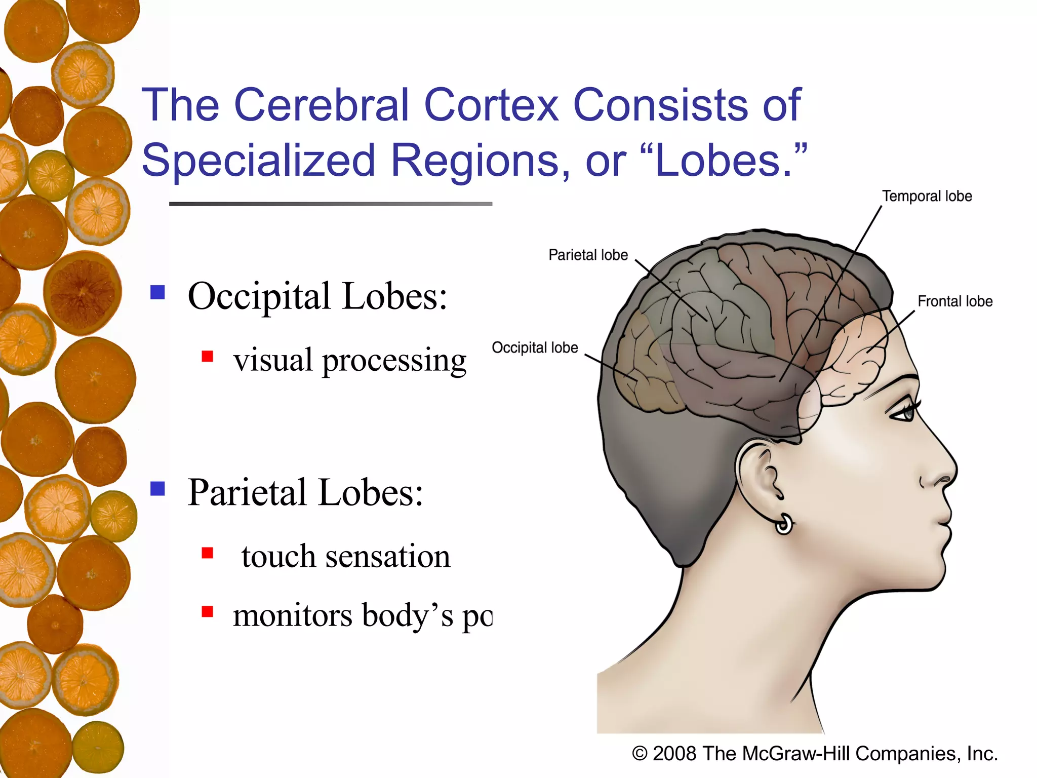 The Cerebral Cortex Consists of Specialized Regions, or “Lobes.” Occipital Lobes:  visual processing Parietal Lobes:  touch sensation monitors body’s position 