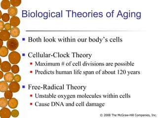 Biological Theories of Aging Both look within our body’s cells Cellular-Clock Theory Maximum # of cell divisions are possible Predicts human life span of about 120 years Free-Radical Theory Unstable oxygen molecules within cells Cause DNA and cell damage  