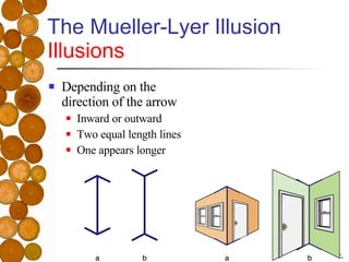 The Mueller-Lyer Illusion Illusions <ul><li>Depending on the direction of the arrow </li></ul><ul><ul><li>Inward or outwar...