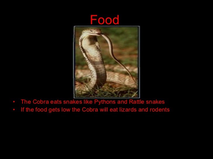 King cobra