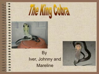 By
Iver, Johnny and
Mareline
 