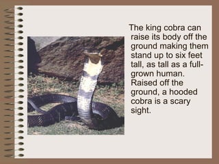 The king cobra can
raise its body off the
ground making them
stand up to six feet
tall, as tall as a full-
grown human.
Raised off the
ground, a hooded
cobra is a scary
sight.
 