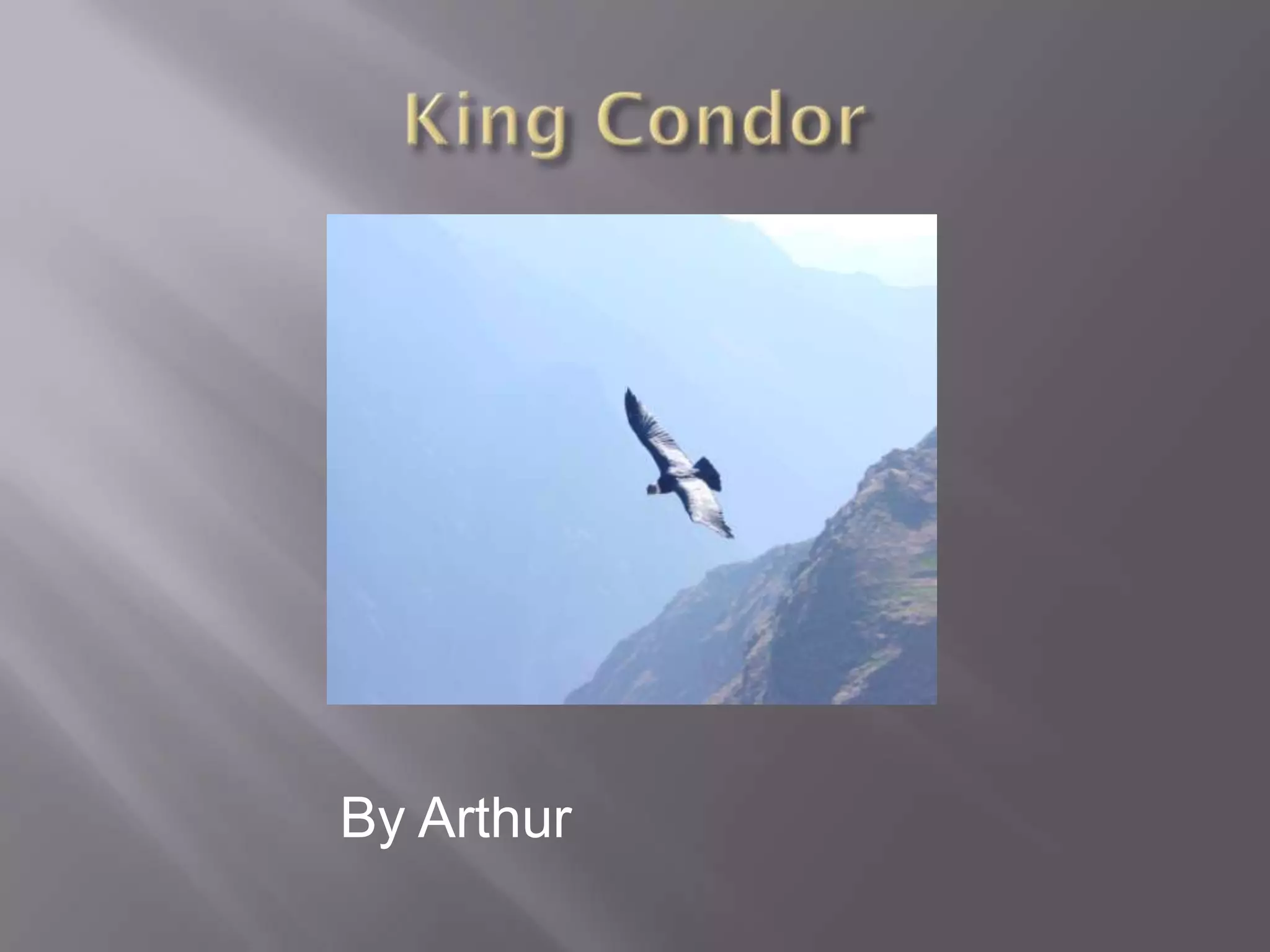 The King condor | PPTX