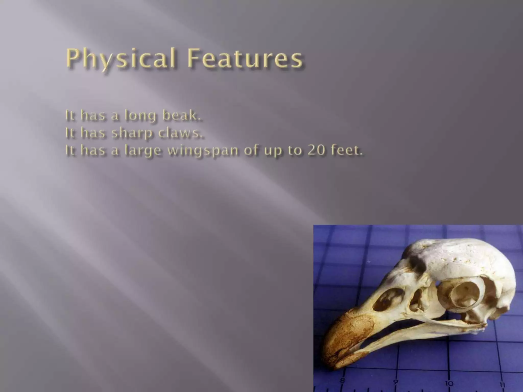 The King condor | PPTX