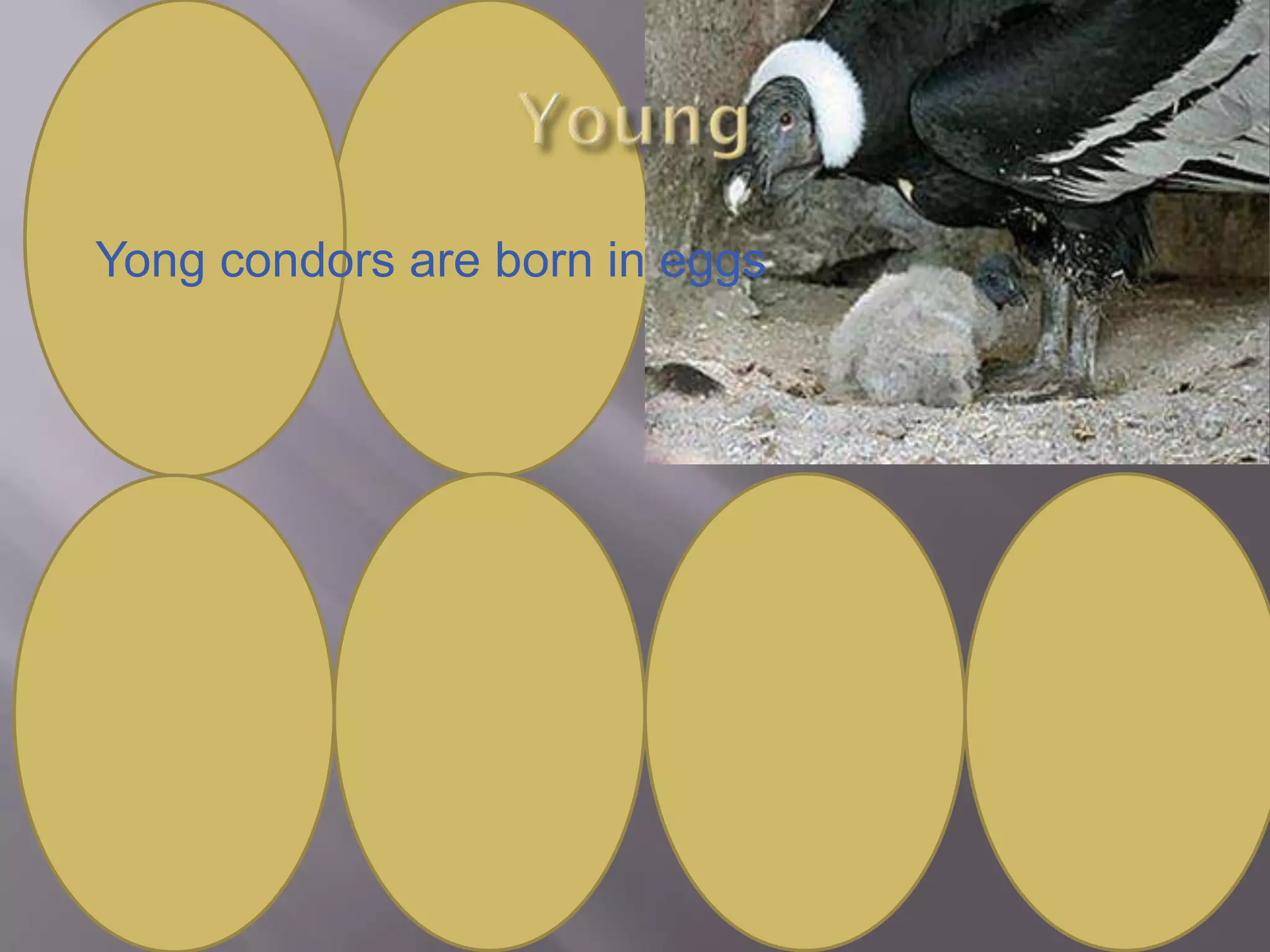 The King condor | PPTX