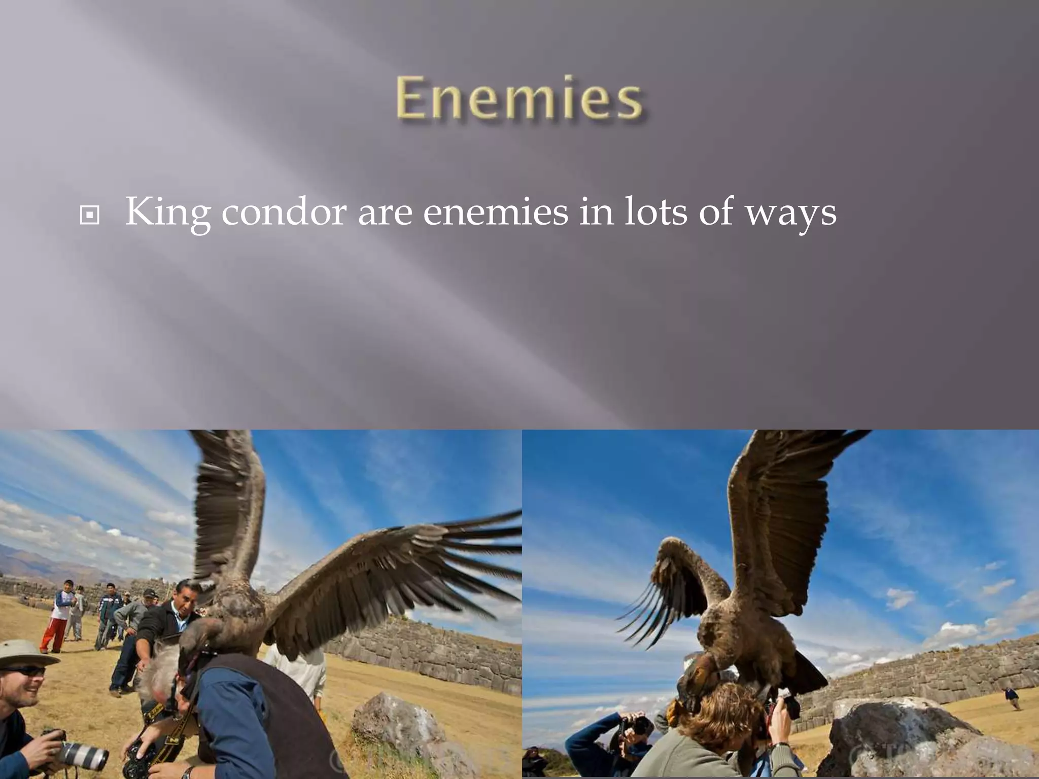 The King condor | PPTX