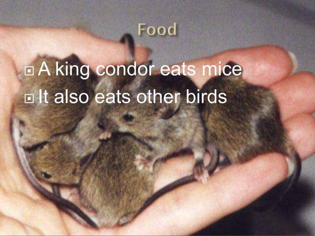 The King condor | PPT