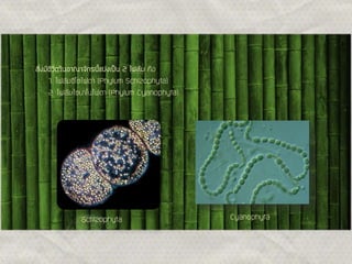 สิ่งมีชีวิตในอาณาจักรนี้แบ่งเป็น 2 ไฟลัม คือ
1. ไฟลัมชิโซไฟตา (Phylum Schizophyta)
2. ไฟลัมไซยาโนไฟตา (Phylum Cyanophyta)

Schizophyta

Cyanophyta

 