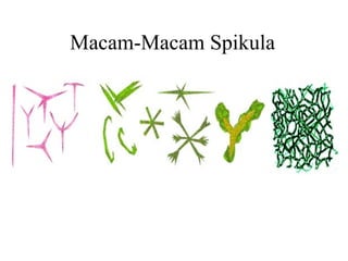 Macam-Macam Spikula
 