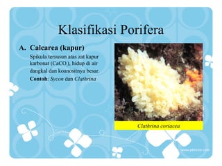 Klasifikasi Porifera
A. Calcarea (kapur)
Spikula tersusun atas zat kapur
karbonat (CaCO3), hidup di air
dangkal dan koanositnya besar.
Contoh: Sycon dan Clathrina
Clathrina coriacea
 