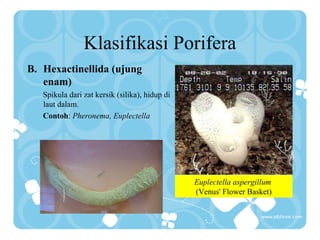 Klasifikasi Porifera
B. Hexactinellida (ujung
enam)
Spikula dari zat kersik (silika), hidup di
laut dalam.
Contoh: Pheronema, Euplectella
Euplectella aspergillum
(Venus' Flower Basket)
 