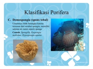 Klasifikasi Porifera
C. Demospongia (spons tebal)
Umumnya tidak berangka karena
tersusun dari serabut spongin, memiliki
saluran air rumit seperti sponge
Contoh: Spongilla, Euspongia
molisima, Hypospongia equina
 