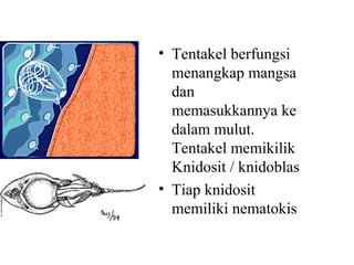 • Tentakel berfungsi
menangkap mangsa
dan
memasukkannya ke
dalam mulut.
Tentakel memikilik
Knidosit / knidoblas
• Tiap knidosit
memiliki nematokis
 