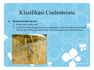 Klasifikasi Coelenterata
A. Hydrozoa (hewan air)
1) bentuk tubuh selalu polip
2) Terdiri dari Hydra (hidup di air tawar, hermafrodit, sistem saraf difusi atau sel saraf
tersebar) dan Obelia geniculata (hidup di laut, bermetagenesis, hidup berkoloni).
 