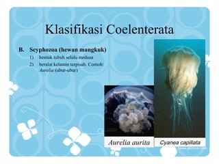 Klasifikasi Coelenterata
B. Scyphozoa (hewan mangkuk)
1) bentuk tubuh selalu medusa
2) beralat kelamin terpisah. Contoh:
Aurelia (ubur-ubur)
Aurelia aurita Cyanea capillata
 