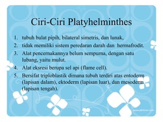 Ciri-Ciri Platyhelminthes
1. tubuh bulat pipih, bilateral simetris, dan lunak,
2. tidak memiliki sistem peredaran darah dan hermafrodit.
3. Alat pencernakannya belum sempurna, dengan satu
lubang, yaitu mulut.
4. Alat eksresi berupa sel api (flame cell).
5. Bersifat triploblastik dimana tubuh terdiri atas entoderm
(lapisan dalam), ektoderm (lapisan luar), dan mesoderm
(lapisan tengah).
 