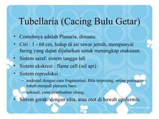 Tubellaria (Cacing Bulu Getar)
• Contohnya adalah Planaria, dimana:
• Ciri : 1 - 60 cm, hidup di air tawar jernih, mempunyai
faring yang dapat dijulurkan untuk menangkap makanan.
• Sistem saraf: sistem tangga tali
• Sistem ekskresi : flame cell (sel api)
• Sistem reproduksi :
– aseksual dengan cara fragmentasi. Bila terpotong, setiap potongan
tubuh menjadi planaria baru.
– seksual, yaitu pembuahan silang.
• Sistem gerak: dengan silia, atau otot di bawah epidermis.
 