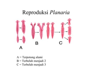 Reproduksi Planaria
A = Terpotong alami
B = Terbelah menjadi 2
C = Terbelah menjadi 3
 