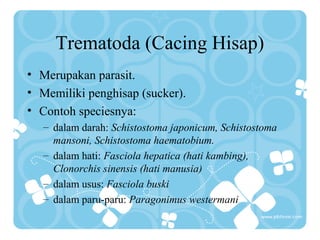 Trematoda (Cacing Hisap)
• Merupakan parasit.
• Memiliki penghisap (sucker).
• Contoh speciesnya:
– dalam darah: Schistostoma japonicum, Schistostoma
mansoni, Schistostoma haematobium.
– dalam hati: Fasciola hepatica (hati kambing),
Clonorchis sinensis (hati manusia)
– dalam usus: Fasciola buski
– dalam paru-paru: Paragonimus westermani
 
