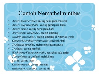 Contoh Nemathelminthes
• Ascaris lumbricroides, cacing perut pada manusia
• Ascaris megalocephala , cacing perut pada kuda
• Ascaris suilae, cacing perut pada babi
• Ancylostoma duodenale , cacing tambang
• Necator americanus , cacing tambang di Amerika tropis
• Oxyuris/Enterobius vermicularis , cacing kremi
• Trichinella spirallis, cacing otot pada manusia
• Trichuris, cacing cambuk
• Wuchereria/Filaria bancrofti , penyebab kaki gajah
• Strongyloides sp , infeksi melalui luka
• Loa sp, cacing mata
• Onchocerca sp , cacing pembuta
• Heterodera radicicota , cacing akar
 