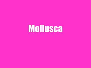 Mollusca
 