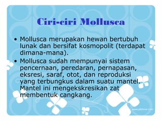 Ciri-ciri Mollusca
• Mollusca merupakan hewan bertubuh
lunak dan bersifat kosmopolit (terdapat
dimana-mana).
• Mollusca sudah mempunyai sistem
pencernaan, peredaran, pernapasan,
eksresi, saraf, otot, dan reproduksi
yang terbungkus dalam suatu mantel.
Mantel ini mengekskresikan zat
membentuk cangkang.
 