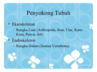 Penyokong Tubuh
• Eksoskeleton
– Rangka Luar (Arthropoda, Ikan, Ular, Kura-
Kura, Penyu, dsb)
• Endoskeleton
– Rangka Dalam (Semua Vertebrata)
 
