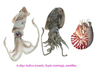 Loligo indica (cumi), Sepia (sotong), nautilus
 