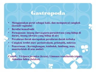 Gastropoda
• Menggunakan perut sebagai kaki, dan mempunyai cangkok
(kecuali vaginula)
• Bersifat hemafrodit
• Pernapasan: insang (larva),paru-paru(dewasa yang hidup di
darat), insang (dewasa yang hidup di air)
• Peredaran darah merupakan peredaran darah terbuka
• Cangkok terdiri dari: periostrakum, prismatik, nakreas
• Pencernaan : Kerongkongan, tembolok, lambung, usus,
anus(terletak di atas mulut)
Contoh : Vivipara javanica (kreco), Limnaea trunchatula (siput),
Achatina fulica (bekicot)
 