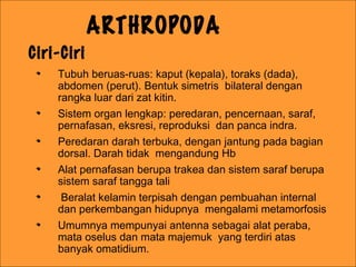 ARTHROPODA
Tubuh beruas-ruas: kaput (kepala), toraks (dada),
abdomen (perut). Bentuk simetris bilateral dengan
rangka luar dari zat kitin.
Sistem organ lengkap: peredaran, pencernaan, saraf,
pernafasan, eksresi, reproduksi dan panca indra.
Peredaran darah terbuka, dengan jantung pada bagian
dorsal. Darah tidak mengandung Hb
Alat pernafasan berupa trakea dan sistem saraf berupa
sistem saraf tangga tali
Beralat kelamin terpisah dengan pembuahan internal
dan perkembangan hidupnya mengalami metamorfosis
Umumnya mempunyai antenna sebagai alat peraba,
mata oselus dan mata majemuk yang terdiri atas
banyak omatidium.
Ciri-Ciri
 