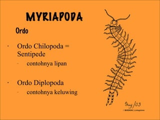 • Ordo Chilopoda =
Sentipede
– contohnya lipan
• Ordo Diplopoda
– contohnya keluwing
MYRIAPODA
Ordo
 