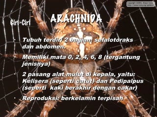 ARACHNIDA
ARACHNIDA
• Tubuh terdiri 2 bagian: sefalotoraks
Tubuh terdiri 2 bagian: sefalotoraks
dan abdomen.
dan abdomen.
• Memiliki mata 0, 2, 4, 6, 8 (tergantung
Memiliki mata 0, 2, 4, 6, 8 (tergantung
jenisnya)
jenisnya)
• 2 pasang alat mulut di kepala, yaitu:
2 pasang alat mulut di kepala, yaitu:
Kelisera (seperti catut) dan Pedipalpus
Kelisera (seperti catut) dan Pedipalpus
(seperti kaki berakhir dengan cakar)
(seperti kaki berakhir dengan cakar)
• Reproduksi: berkelamin terpisah
Reproduksi: berkelamin terpisah
Ciri-Ciri
 