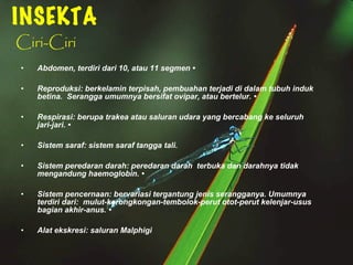 • Abdomen, terdiri dari 10, atau 11 segmen •
• Reproduksi: berkelamin terpisah, pembuahan terjadi di dalam tubuh induk
betina. Serangga umumnya bersifat ovipar, atau bertelur. •
• Respirasi: berupa trakea atau saluran udara yang bercabang ke seluruh
jari-jari. •
• Sistem saraf: sistem saraf tangga tali.
• Sistem peredaran darah: peredaran darah terbuka dan darahnya tidak
mengandung haemoglobin. •
• Sistem pencernaan: bervariasi tergantung jenis serangganya. Umumnya
terdiri dari: mulut-kerongkongan-tembolok-perut otot-perut kelenjar-usus
bagian akhir-anus. •
• Alat ekskresi: saluran Malphigi
INSEKTA
Ciri-Ciri
 