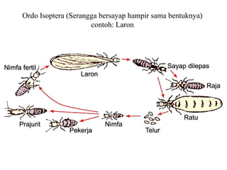Ordo Isoptera (Serangga bersayap hampir sama bentuknya)
contoh: Laron
 