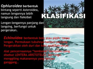 KLASIFIKASI
Ophiuroidea berbentuk
bintang seperti Asteroidea,
namun lengannya lebih
langsung dan fleksibel
Lengan-lengannya panjang dan
langsing, berfungsi untuk
pergerakan.
Echinoidea berbentuk bola atau pipih, tanpa
lengan. Permukaan tubuhnya berduri panjang.
Pergerakkan oleh duri dan kaki ambulakralnya.
Alat pencernaannya “tembolok” kompleks yang
disebut LENTERA ARISTOTELES, berfungsi
menggiling makanannya yang berupa
ganggang..
 