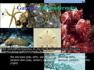 the sea stars (top, left), sea cucumbers (bottom, left), brittle or
serpent stars (top, center), sand dollars (bottom, center), sea lilies
(right)
Gambar Echinodermata
 