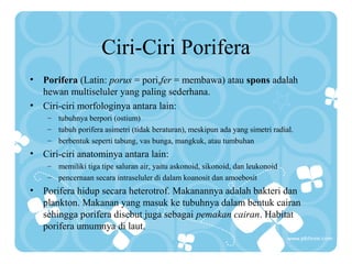 Ciri-Ciri Porifera
• Porifera (Latin: porus = pori,fer = membawa) atau spons adalah
hewan multiseluler yang paling sederhana.
• Ciri-ciri morfologinya antara lain:
– tubuhnya berpori (ostium)
– tubuh porifera asimetri (tidak beraturan), meskipun ada yang simetri radial.
– berbentuk seperti tabung, vas bunga, mangkuk, atau tumbuhan
• Ciri-ciri anatominya antara lain:
– memiliki tiga tipe saluran air, yaitu askonoid, sikonoid, dan leukonoid
– pencernaan secara intraseluler di dalam koanosit dan amoebosit
• Porifera hidup secara heterotrof. Makanannya adalah bakteri dan
plankton. Makanan yang masuk ke tubuhnya dalam bentuk cairan
sehingga porifera disebut juga sebagai pemakan cairan. Habitat
porifera umumnya di laut.
 