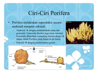 Ciri-Ciri Porifera
• Porifera melakukan reproduksi secara
aseksual maupun seksual.
– Aseksual  dengan pembentukan tunas dan
gemmule. Gemmule disebut juga tunas internal.
Gemmule dihasilkan menjelang musim dingin di
dalam tubuh Porifera yang hidup di air tawar.
– Seksual  dengan pembentukan gamet
 